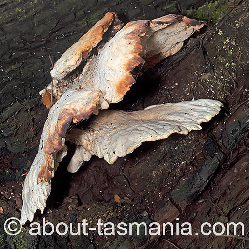 Ryvardenia campyla, fungi, Tasmania
