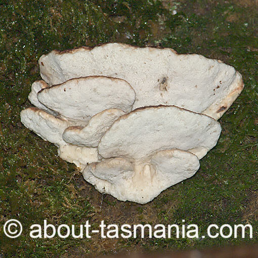 Ryvardenia campyla, fungi, Tasmania
