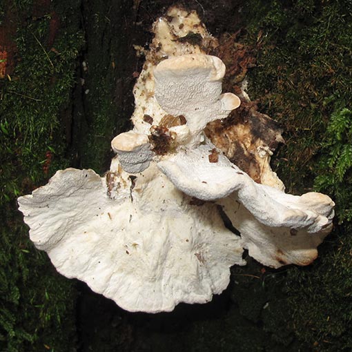 Ryvardenia campyla, fungi, Tasmania