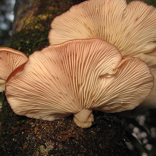 Panellus longinquus, Scytinotus longinquus, Tasmania, fungi