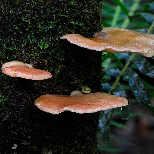 Panellus longinquus, Scytinotus longinquus, Tasmania, fungi