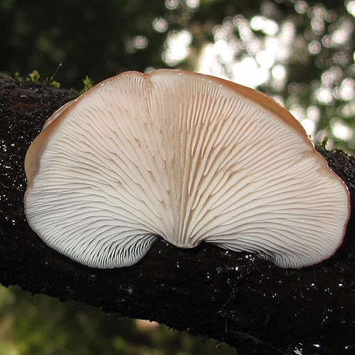 Panellus longinquus, Scytinotus longinquus, Tasmania, fungi