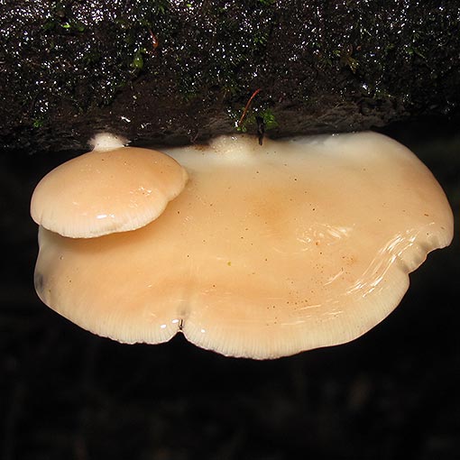 Panellus longinquus, Scytinotus longinquus, Tasmania, fungi