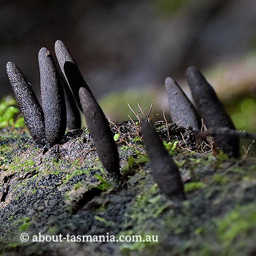 Xylaria castorea, fungi, Tasmania