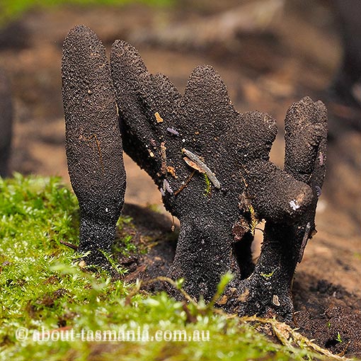 Xylaria castorea, fungi, Tasmania