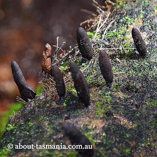 Xylaria castorea, fungi, Tasmania