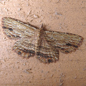 Artigisa lignicolaria