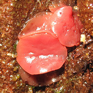 Ascocoryne sarcoides