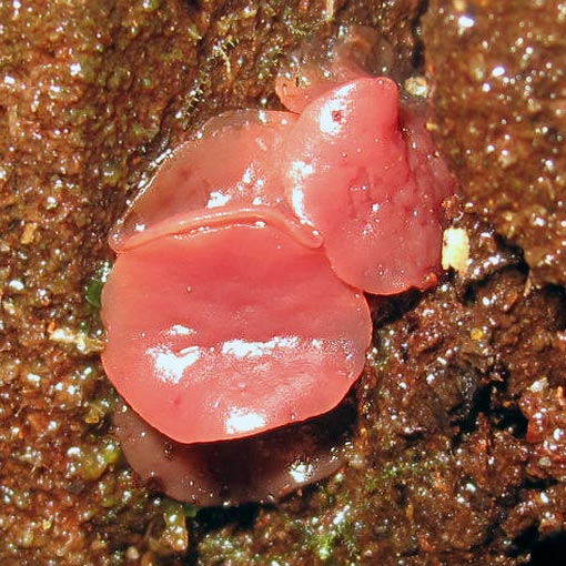 Ascocoryne sarcoides, fungi, Tasmania