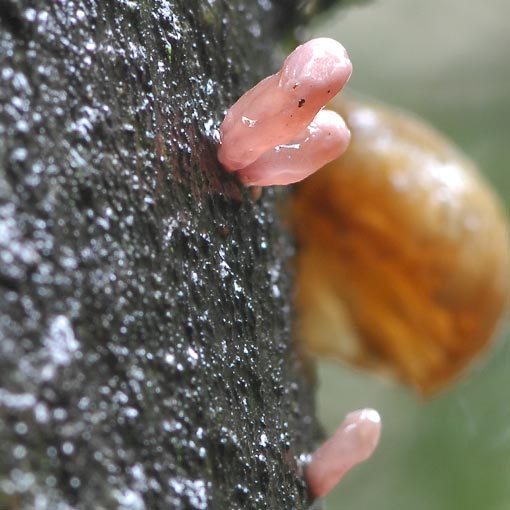 Ascocoryne sarcoides, fungi, Tasmania