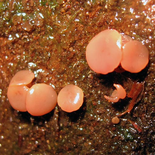 Ascocoryne sarcoides, fungi, Tasmania