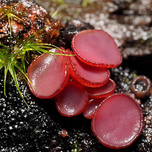 Ascocoryne sarcoides, fungi, Tasmania