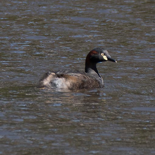 Australasian grebe, Tachybaptus novaehollandiae, Tasmania