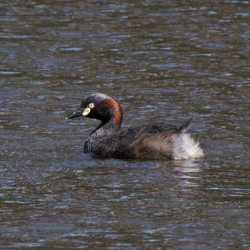 Australasian grebe, Tachybaptus novaehollandiae, Tasmania