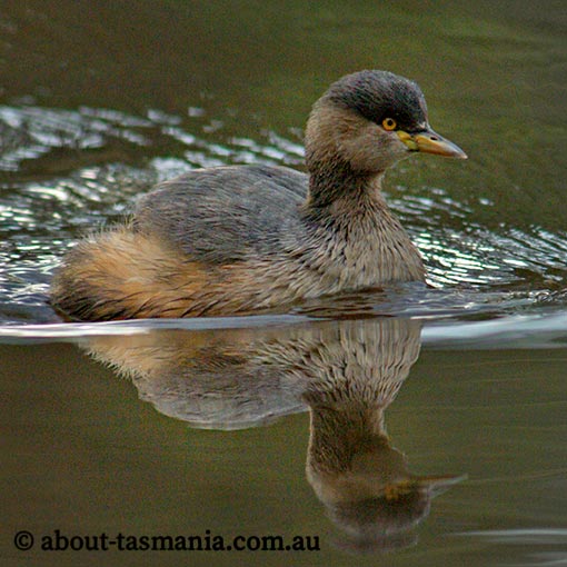 Australasian grebe, Tachybaptus novaehollandiae, Tasmania