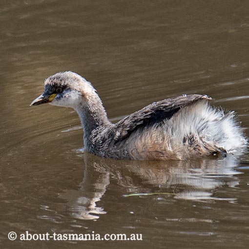 Australasian grebe, Tachybaptus novaehollandiae, Tasmania