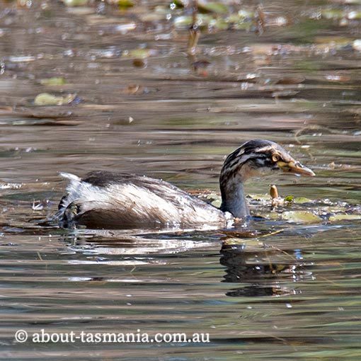 Australasian grebe, Tachybaptus novaehollandiae, Tasmania