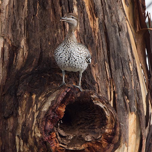 Australian Wood Duck | About Tasmania