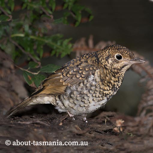 Bassian Thrush, Zoothera lunulata, Tasmania