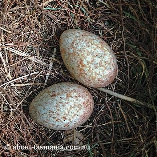 Bassian Thrush, Zoothera lunulata, Tasmania