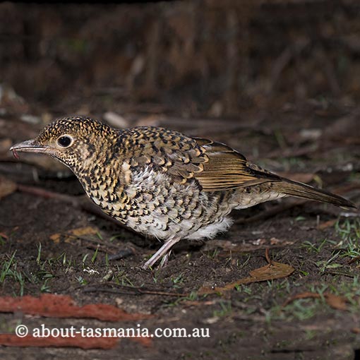 Bassian Thrush, Zoothera lunulata, Tasmania