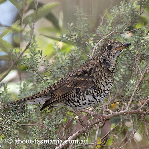 Bassian Thrush, Zoothera lunulata, Tasmania