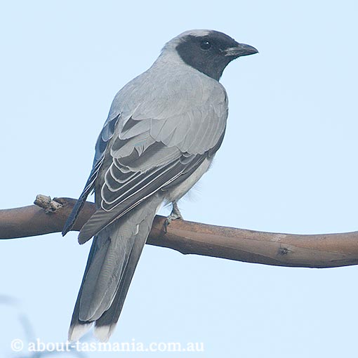 Black-faced cuckoo-shrike, Tasmania