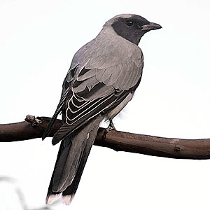 Black-faced Cuckoo-shrike