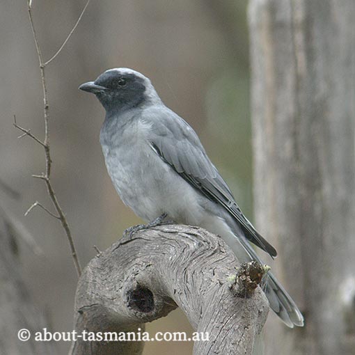 Black-faced cuckoo-shrike, Tasmania