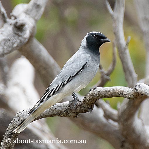 Black-faced cuckoo-shrike, Tasmania