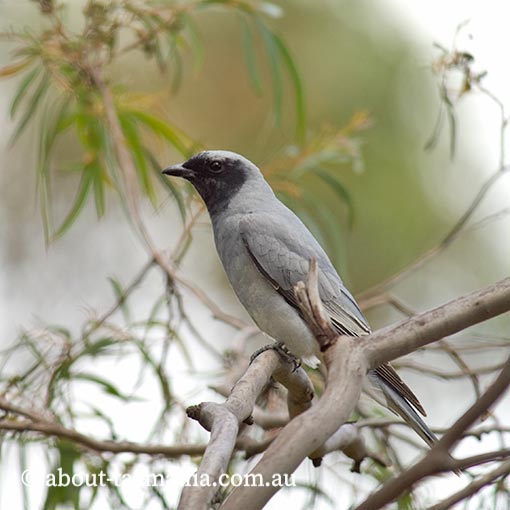 Black-faced cuckoo-shrike, Tasmania