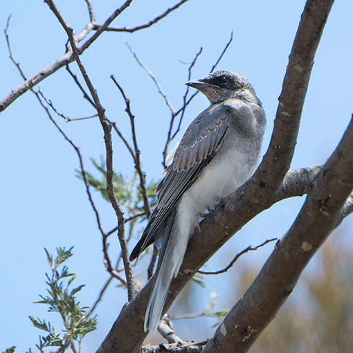 Black-faced cuckoo-shrike, Tasmania