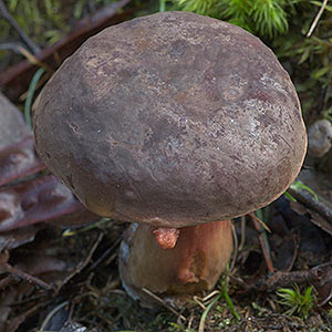 Boletus tasmanicus