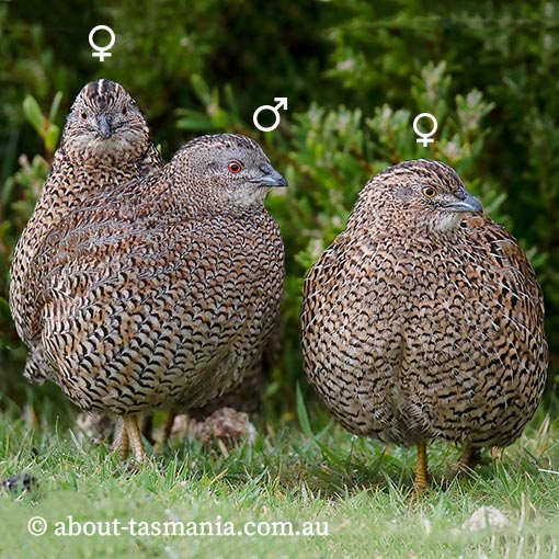 Brown quail, Coturnix ypsilophora, Tasmania