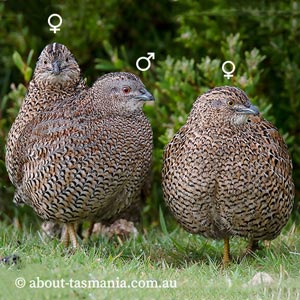 Brown Quail