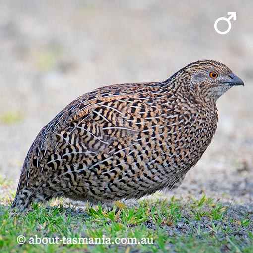 Brown quail, Coturnix ypsilophora, Tasmania