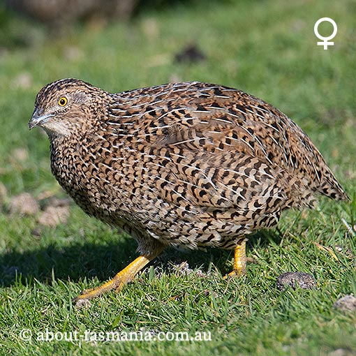 Brown quail, Coturnix ypsilophora, Tasmania