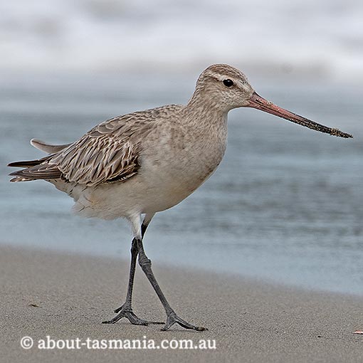 Bar-tailed Godwit, Limosa lapponica, Tasmania