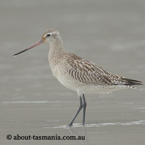 Bar-tailed Godwit, Limosa lapponica, Tasmania