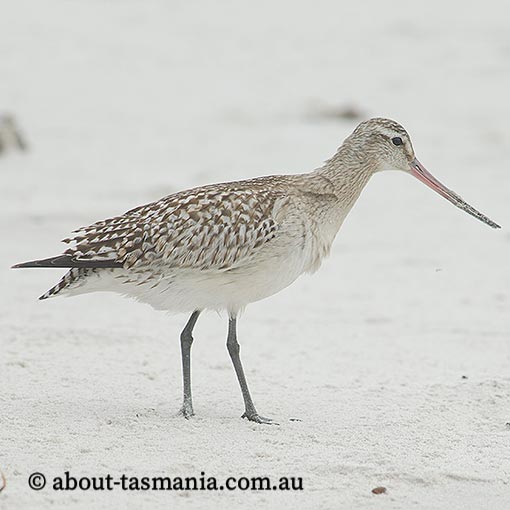 Bar-tailed Godwit, Limosa lapponica, Tasmania