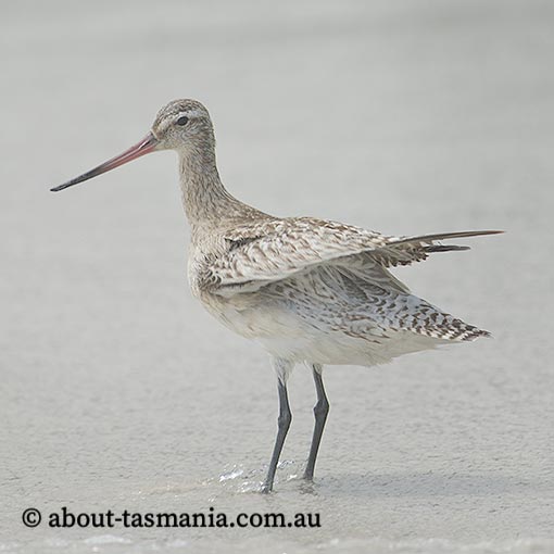 Bar-tailed Godwit, Limosa lapponica, Tasmania