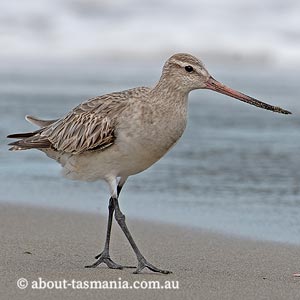 Bar-tailed Godwit