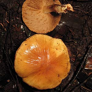 Cortinarius abnormis