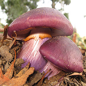 Cortinarius archeri