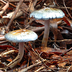 Cortinarius rotundisporus