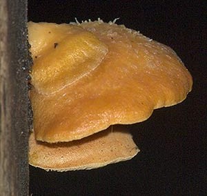 Crepidotus orange