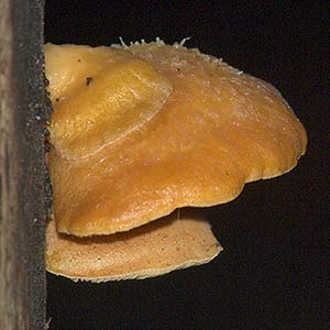 Crepidotus orange