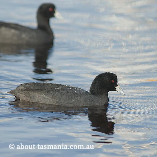Eurasian Coot, Fulica atra, Tasmania