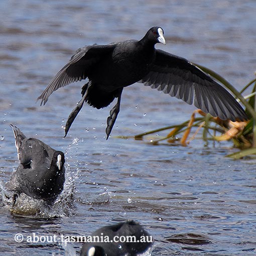 Eurasian Coot, Fulica atra, Tasmania