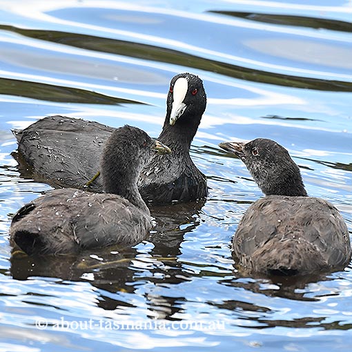 Eurasian Coot, Fulica atra, Tasmania
